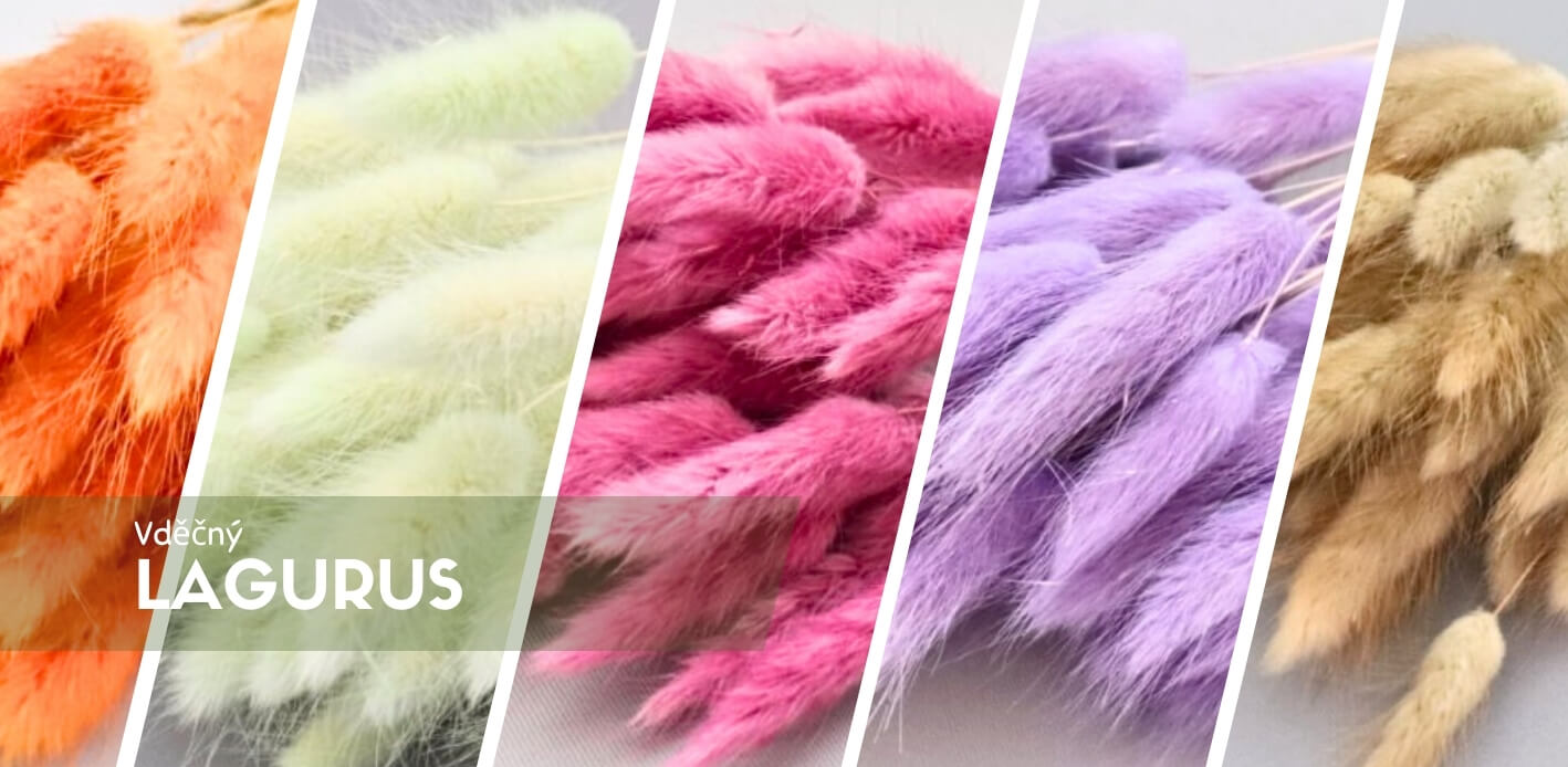 Sušený Lagurus – Králičí ocásky pro elegantní dekorace